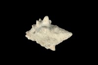 藏品(大岩螺)的圖片